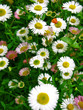 field of daisies