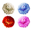 coloured dahlias