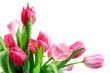 Photo en ligne au meilleur prix pink tulips