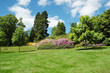 trees and lawn on a bright summer day