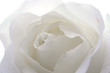 rosa bianca 01 rosa bianca 01