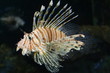lion fish