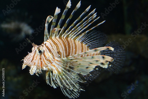 lion fish