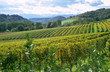 french winery in the pyrenese