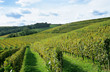 french winery