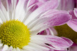 Foto: daisy head close up daisy head close up