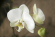 white orchid on natural background