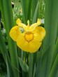 flower of a yellow iris