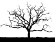 arbre détouré