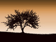 arbre détouré à l'aube