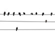 Birds on wire