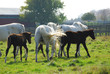 horses horses