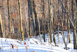 winter forest