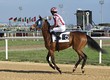 avant la course
