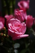 pink rose