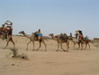 chameau afrique chameau afrique