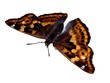 apatura ilia