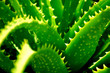 aloe