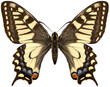 yellow butterfly machaon.