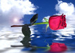rose reflected in water rose reflected in water