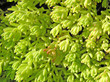 grass