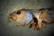 fish carcus