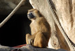 singe à l'affut