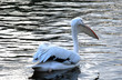 pelican