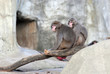 couple de singe
