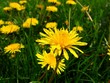 dandelion