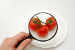 examining tomatoes examining tomatoes