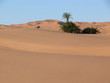 oasis