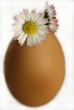 egg egg