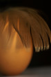 egg egg
