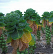 brussel sprouts on stalks