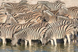 zebraherde am wasserloch