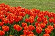 canvas print picture tulipes