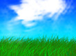  grass and blue sky