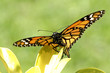 mariposa monarca con las alas estendidas