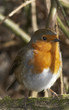 songbird