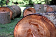 wood logs