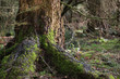 tree with moss on the trunk