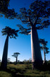 allée des baobabs à morondava, madagascar