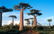 allée des baobabs à morondava, madagascar