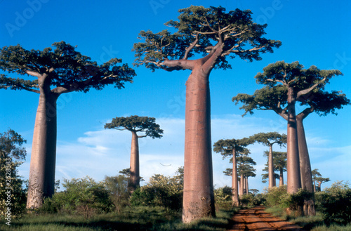 Photo: allée des baobabs à morondava, madagascar allée des baobabs à morondava, madagascar