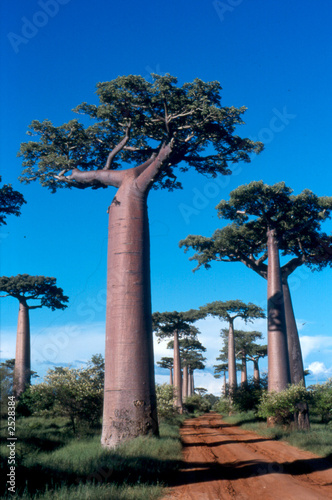 Photo: allée des baobabs à morondava, madagascar allée des baobabs à morondava, madagascar