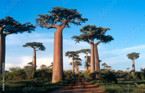 Photo: allée des baobabs à morondava, madagascar allée des baobabs à morondava, madagascar