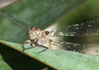 libellule posée