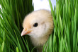 taking a peak through the grass