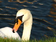 swan at the shore swan at the shore